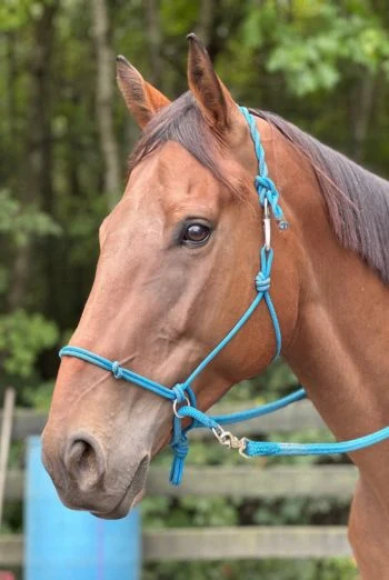 Bay horse wearing a blue KYAR Bitless Training Halter