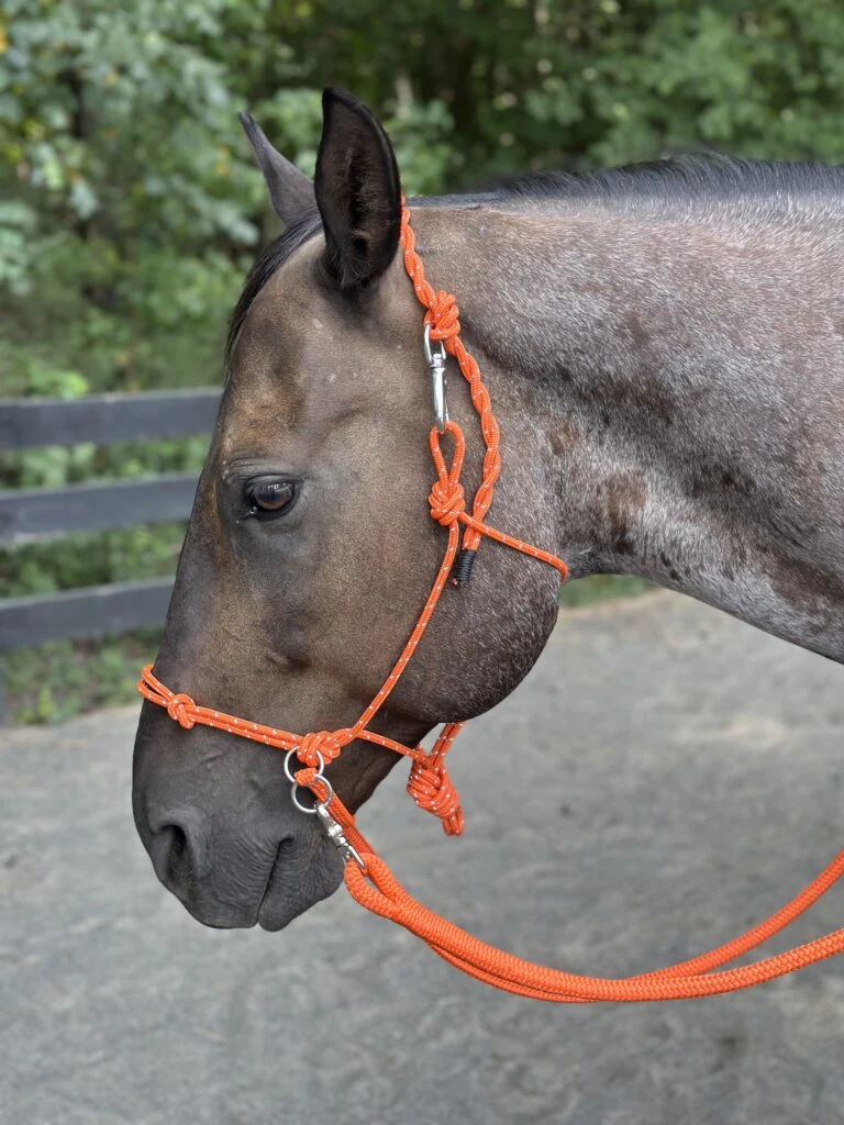 Horse wearing an orange KYAR bitless halter with matching rope reins