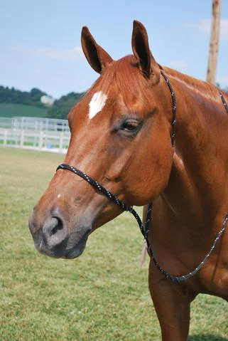 Chestnut horse wearing the black and white KYAR slip halter